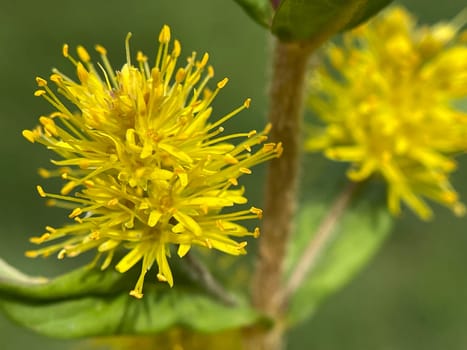 Strauss tiger,Gilbweiderich Lysimachia thyrsiflora is an aquatic plant with beautiful yellow flowers. Ostrich loosestrife Lysimachia thyrsiflora is an aquatic plant with beautiful yellow flowers.