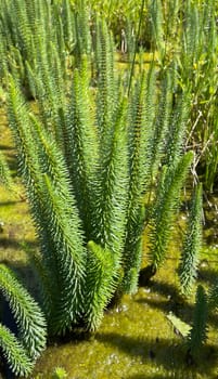 Hippuris vulgaris,Blueten is an aquatic plant. fir fronds,Hippuris vulgaris,Blossom is an aquatic plant