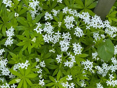 Woodruff,Galium odoratum is a spice and medicinal plant that grows in the forest. Woodruff,Galium odoratum is a spice and medicinal plant that grows in the forest