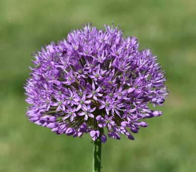Ornamental garlic,giant leek,Allium giganteum is a beautiful ornamental plant in the garden and has purple flowers. Ornamental Lily,Giant Lily,Allium Giganteum is a beautiful ornamental plant in the garden and has purple flowers.