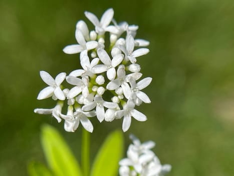 Woodruff,Galium odoratum is a spice and medicinal plant that grows in the forest. Woodruff,Galium odoratum is a spice and medicinal plant that grows in the forest