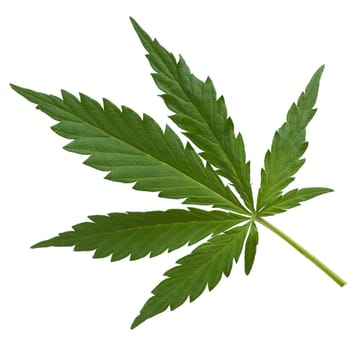 Hemp,cannabis indica is a useful and narcotic plant that is also used in medicine. Hemp,cannabis indica is a useful and narcotic plant that is also used in medicine.