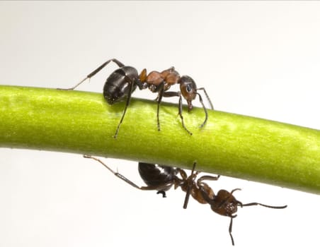 Red forest ant,Formica rufa,is a useful,protected insect that lives in the forest and forms large states. Red wood ant,Formica rufa,is a useful,protected insect that lives in the forest and forms large colonies.