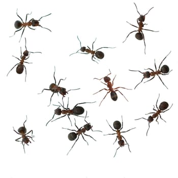 Red forest ant,Formica rufa,is a useful,protected insect that lives in the forest and forms large states. Red wood ant,Formica rufa,is a useful,protected insect that lives in the forest and forms large colonies.