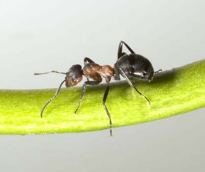 Red forest ant,Formica rufa,is a useful,protected insect that lives in the forest and forms large states. Red wood ant,Formica rufa,is a useful,protected insect that lives in the forest and forms large colonies.