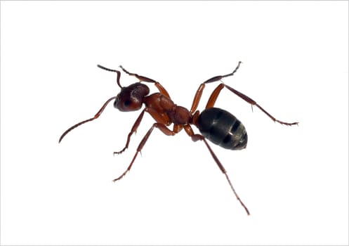 Red forest ant,Formica rufa,is a useful,protected insect that lives in the forest and forms large states. Red wood ant,Formica rufa,is a useful,protected insect that lives in the forest and forms large colonies.