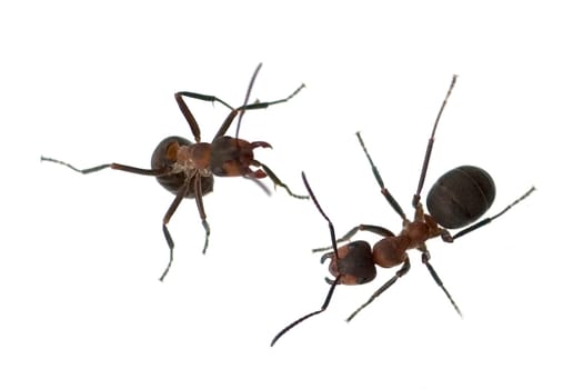 Red forest ant,Formica rufa,is a useful,protected insect that lives in the forest and forms large states. Red wood ant,Formica rufa,is a useful,protected insect that lives in the forest and forms large colonies.
