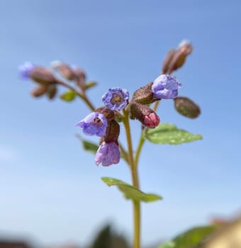 Lungwort,Pulmonaria,officinalis is an important medicinal and medicinal plant with blue flowers. Lung herb Pulmonaria,officinalis is an important medicinal and medicinal plant with blue flowers.