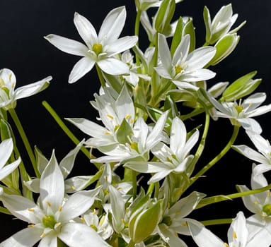 Milky Star,Ornithogalum umbellatum is a beautiful flowering flower and is also called the Star of Bethlehem. Milk Star,Ornithogalum umbellatum is a beautiful blooming flower and is also called the Star of Bethlehem