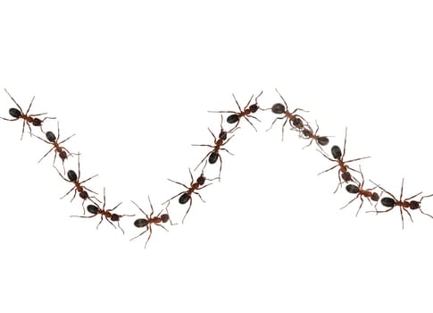 Red forest ant,Formica rufa,is a useful,protected insect that lives in the forest and forms large states. Red wood ant,Formica rufa,is a useful,protected insect that lives in the forest and forms large colonies.