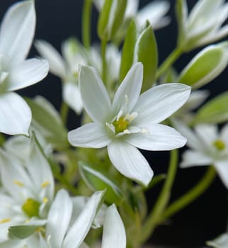 Milky Star,Ornithogalum umbellatum is a beautiful flowering flower and is also called the Star of Bethlehem. Milk Star,Ornithogalum umbellatum is a beautiful blooming flower and is also called the Star of Bethlehem