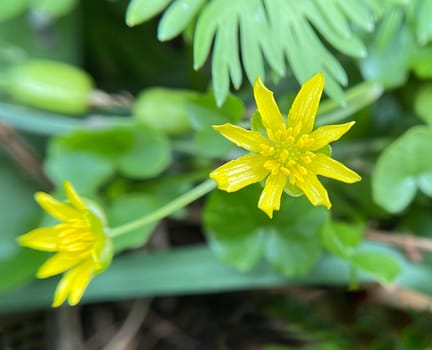 Ranunculus ficaria,is a medicinal plant with yellow flowers. Lesser Celandine,Ranunculus ficaria,is a medicinal plant with yellow flowers.