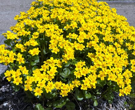Marsh marigold,Caltha palustris is a medicinal and aquatic plant. Marsh marigold,Caltha palustris is a medicinal and aquatic plant