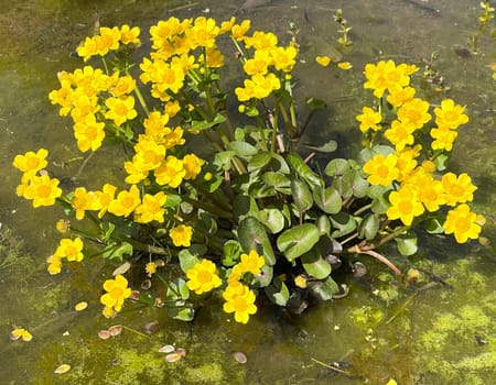 Marsh marigold,Caltha palustris is a medicinal and aquatic plant. Marsh marigold,Caltha palustris is a medicinal and aquatic plant