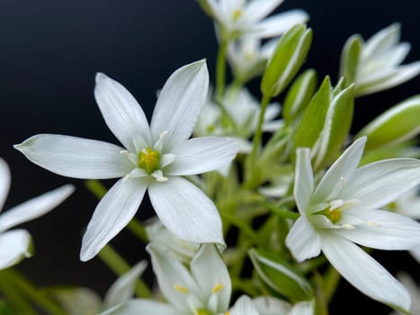 Milky Star,Ornithogalum umbellatum is a beautiful flowering flower and is also called the Star of Bethlehem. Milk Star,Ornithogalum umbellatum is a beautiful blooming flower and is also called the Star of Bethlehem