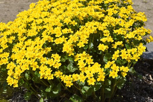 Marsh marigold,Caltha palustris is a medicinal and aquatic plant. Marsh marigold,Caltha palustris is a medicinal and aquatic plant