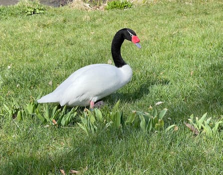 The Black-necked Swan is a species of bird in the Anatidae family. The black-necked swan is a species of swan (Cygnus),which belongs to the family of duck birds (Anatidae).