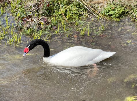 The Black-necked Swan is a species of bird in the Anatidae family. The black-necked swan is a species of swan (Cygnus),which belongs to the family of duck birds (Anatidae).