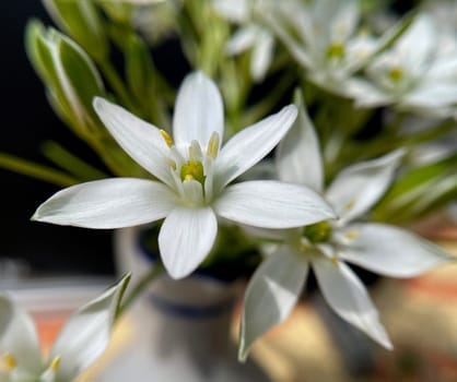 Milky Star,Ornithogalum umbellatum is a beautiful flowering flower and is also called the Star of Bethlehem. Milk Star,Ornithogalum umbellatum is a beautiful blooming flower and is also called the Star of Bethlehem