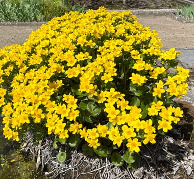 Marsh marigold,Caltha palustris is a medicinal and aquatic plant. Marsh marigold,Caltha palustris is a medicinal and aquatic plant