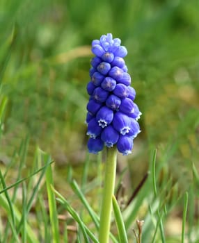 Grape hyacinth,Muscari latifolium,is a wild flowering with blue flowers. Grape hyacinth,Muscari latifolium,is a wild flower with blue flowers.