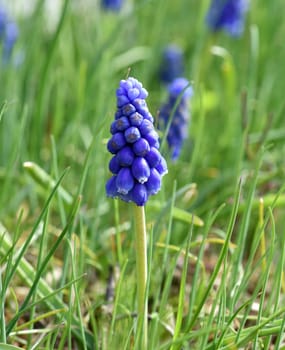 Grape hyacinth,Muscari latifolium,is a wild flowering with blue flowers. Grape hyacinth,Muscari latifolium,is a wild flower with blue flowers.