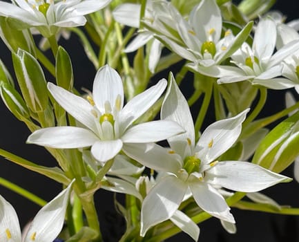 Milky Star,Ornithogalum umbellatum is a beautiful flowering flower and is also called the Star of Bethlehem. Milk Star,Ornithogalum umbellatum is a beautiful blooming flower and is also called the Star of Bethlehem