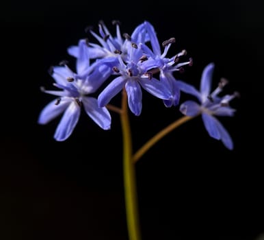 Two-bladed bluestar is a wild flowering flower with blue flowers. Two-leafed squill is a wild flower with blue flowers.