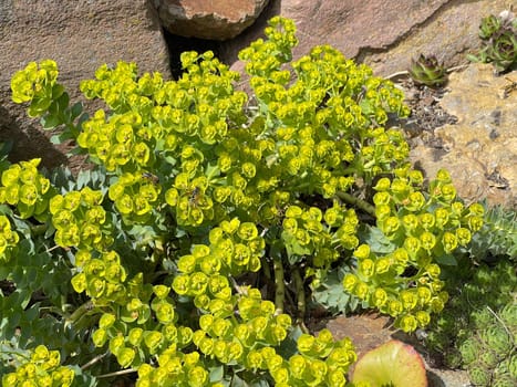 Euphorbia myrsinites is a beautiful plant with green flowers. Roller spurge is a beautiful plant with green flowers.
