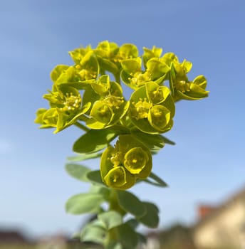 Euphorbia myrsinites is a beautiful plant with green flowers. Roller spurge is a beautiful plant with green flowers.