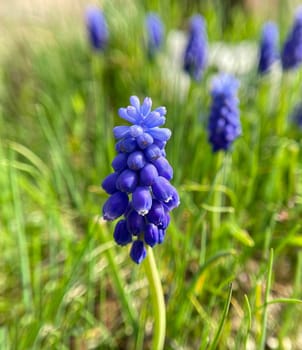 Grape hyacinth,Muscari latifolium,is a wild flowering with blue flowers. Grape hyacinth,Muscari latifolium,is a wild flower with blue flowers.