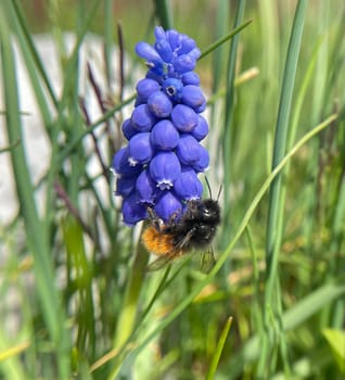 Grape hyacinth,Muscari latifolium,is a wild flowering with blue flowers. Grape hyacinth,Muscari latifolium,is a wild flower with blue flowers.