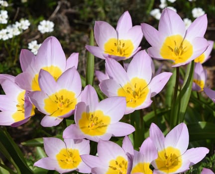 Tulips are very attractive early blues. It is a bulbous plant with many different colors. Tulips are very attractive early bloomers. It is an onion plant with many different colors.