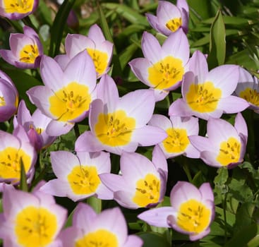Tulips are very attractive early blues. It is a bulbous plant with many different colors. Tulips are very attractive early bloomers. It is an onion plant with many different colors.