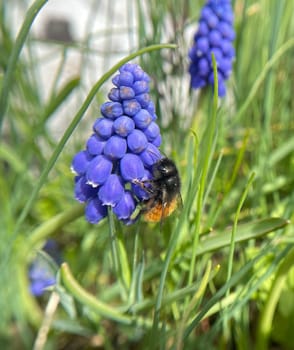 Grape hyacinth,Muscari latifolium,is a wild flowering with blue flowers. Grape hyacinth,Muscari latifolium,is a wild flower with blue flowers.