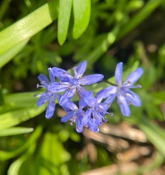 Two-bladed bluestar is a wild flowering flower with blue flowers. Two-leafed squill is a wild flower with blue flowers.