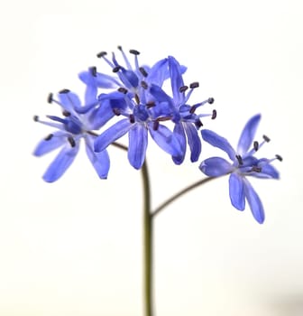 Two-bladed bluestar is a wild flowering flower with blue flowers. Two-leafed squill is a wild flower with blue flowers.