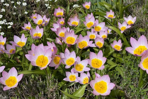 Tulips are very attractive early blues. It is a bulbous plant with many different colors. Tulips are very attractive early bloomers. It is an onion plant with many different colors.