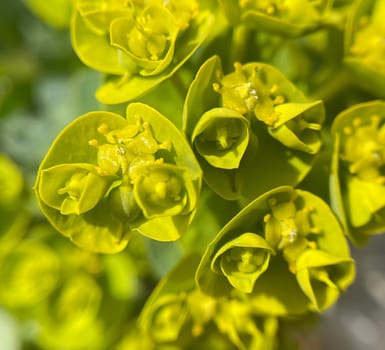 Euphorbia myrsinites is a beautiful plant with green flowers. Roller spurge is a beautiful plant with green flowers.