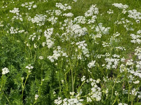 Anise,Pimpinella anisum,is a medicinal and spice plant that is also used in medicine. Anise,Pimpinella anisum,is a medicinal and spice plant that is also used in medicine.