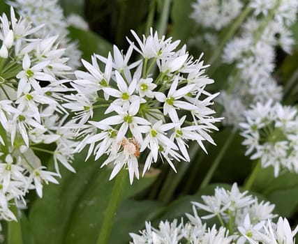 Baerlauch is an important wild herb and medicinal plant that has a garlic scent with white flowers. It has several poisonous double-gaggers,such as Maigloeckchen,Herbstzeitlose,Arum stick. Baerlauch is an important herb and medicinal plant that has a garlic scent with white flowers. It has several poisonous doppelgangers,(double runner) such as lily of the valley,autumn crocus and arum.