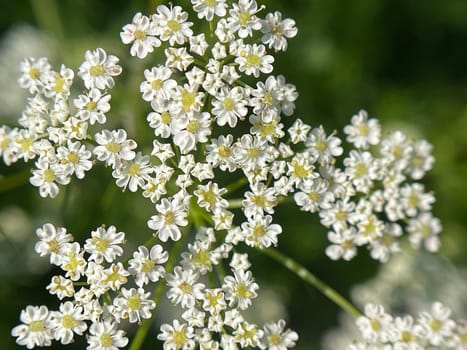 Anise,Pimpinella anisum,is a medicinal and spice plant that is also used in medicine. Anise,Pimpinella anisum,is a medicinal and spice plant that is also used in medicine.