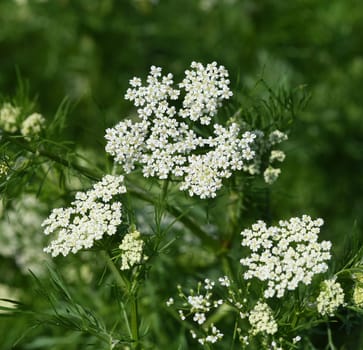 Anise,Pimpinella anisum,is a medicinal and spice plant that is also used in medicine. Anise,Pimpinella anisum,is a medicinal and spice plant that is also used in medicine.