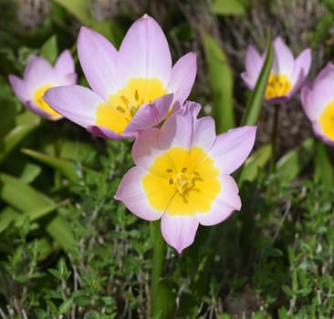 Tulips are very attractive early blues. It is a bulbous plant with many different colors. Tulips are very attractive early bloomers. It is an onion plant with many different colors.