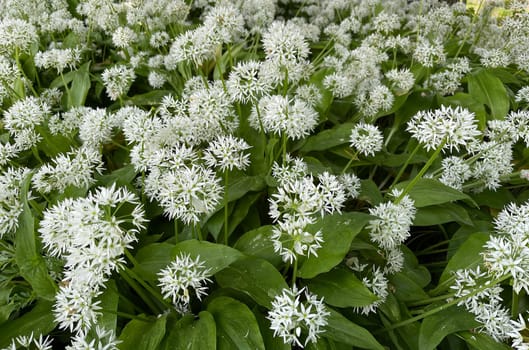 Baerlauch is an important wild herb and medicinal plant that has a garlic scent with white flowers. It has several poisonous double-gaggers,such as Maigloeckchen,Herbstzeitlose,Arum stick. Baerlauch is an important herb and medicinal plant that has a garlic scent with white flowers. It has several poisonous doppelgangers,(double runner) such as lily of the valley,autumn crocus and arum.