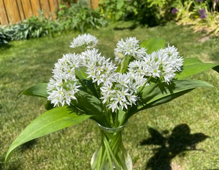 Baerlauch is an important wild herb and medicinal plant that has a garlic scent with white flowers. It has several poisonous double-gaggers,such as Maigloeckchen,Herbstzeitlose,Arum stick. Baerlauch is an important herb and medicinal plant that has a garlic scent with white flowers. It has several poisonous doppelgangers,(double runner) such as lily of the valley,autumn crocus and arum.