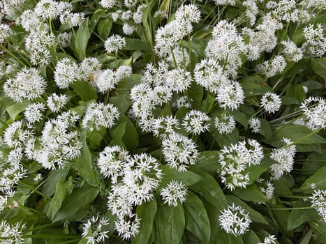 Baerlauch is an important wild herb and medicinal plant that has a garlic scent with white flowers. It has several poisonous double-gaggers,such as Maigloeckchen,Herbstzeitlose,Arum stick. Baerlauch is an important herb and medicinal plant that has a garlic scent with white flowers. It has several poisonous doppelgangers,(double runner) such as lily of the valley,autumn crocus and arum.