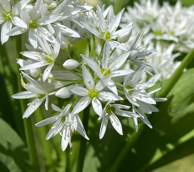 Baerlauch is an important wild herb and medicinal plant that has a garlic scent with white flowers. It has several poisonous double-gaggers,such as Maigloeckchen,Herbstzeitlose,Arum stick. Baerlauch is an important herb and medicinal plant that has a garlic scent with white flowers. It has several poisonous doppelgangers,(double runner) such as lily of the valley,autumn crocus and arum.