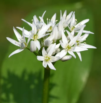 Baerlauch is an important wild herb and medicinal plant that has a garlic scent with white flowers. It has several poisonous double-gaggers,such as Maigloeckchen,Herbstzeitlose,Arum stick. Baerlauch is an important herb and medicinal plant that has a garlic scent with white flowers. It has several poisonous doppelgangers,(double runner) such as lily of the valley,autumn crocus and arum.