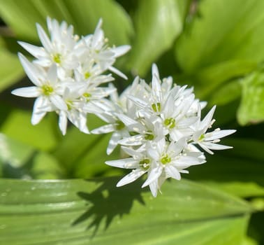 Baerlauch is an important wild herb and medicinal plant that has a garlic scent with white flowers. It has several poisonous double-gaggers,such as Maigloeckchen,Herbstzeitlose,Arum stick. Baerlauch is an important herb and medicinal plant that has a garlic scent with white flowers. It has several poisonous doppelgangers,(double runner) such as lily of the valley,autumn crocus and arum.